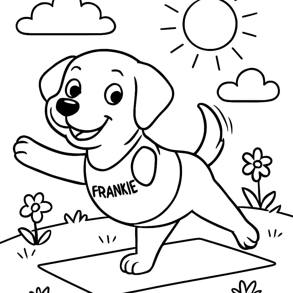 Ein Labrador, der eine Weste trägt, auf der "Frankie" steht, macht Yoga.