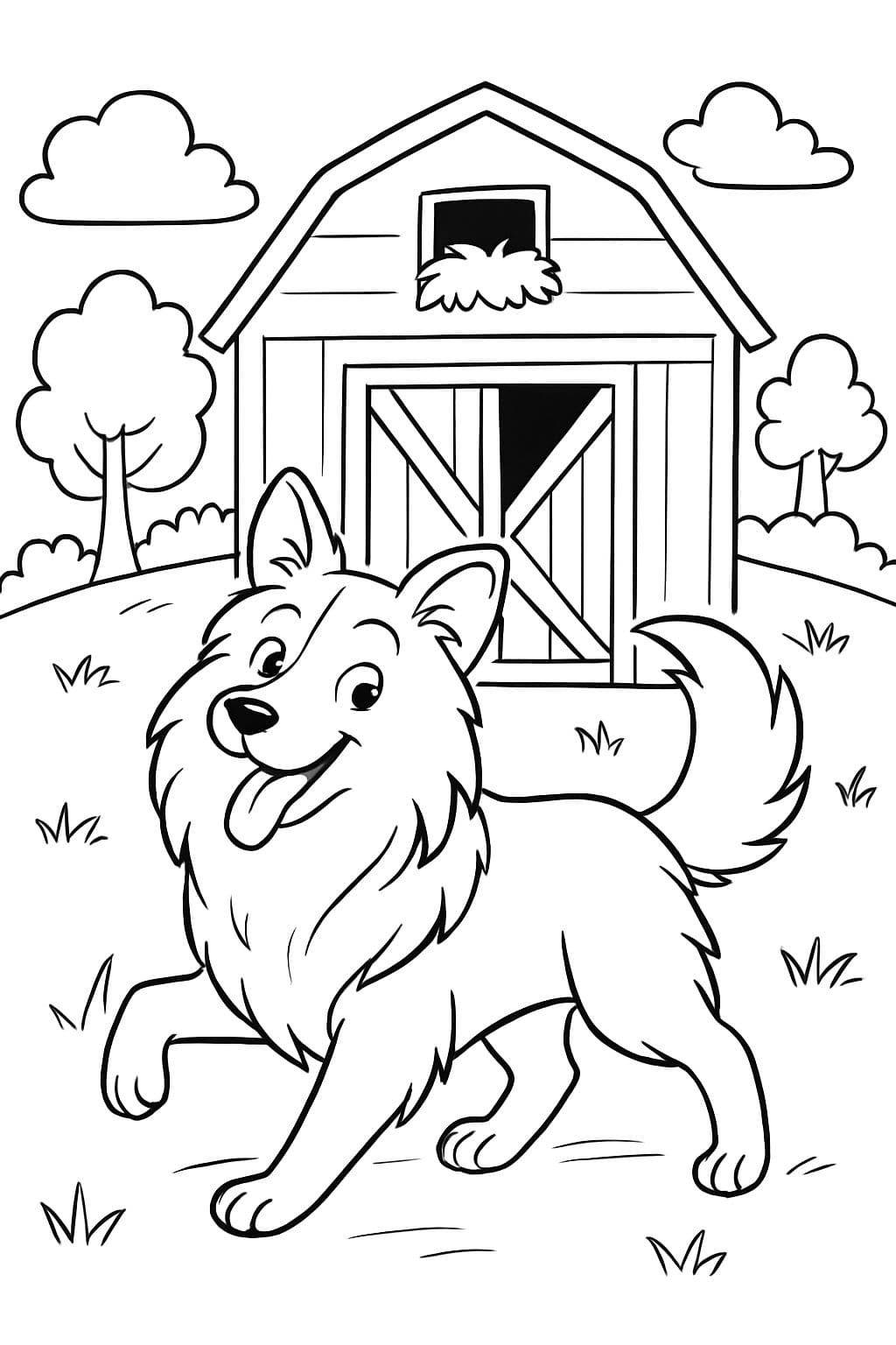 Ein Sheltie vor einer Scheune mit einem weiten Tor.