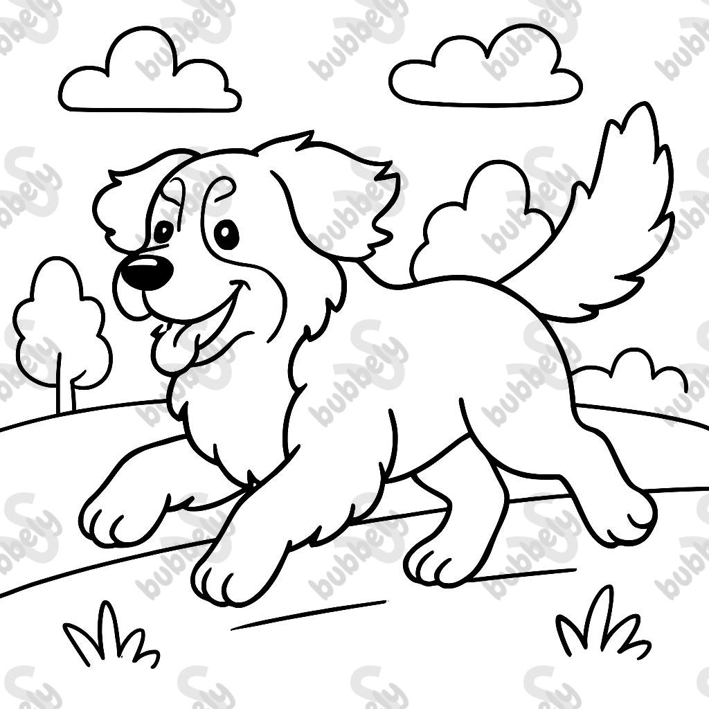 a Bernese Mountain Dog running